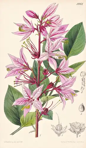 Dictamnus Albus var. Caucasicus. Tab 8961 - Crimea Krim Caucasus Kaukasus / Pflanze Planzen plant plants / flo