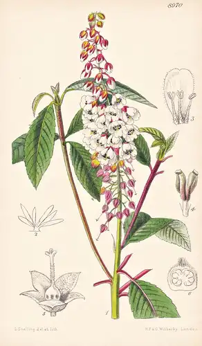Clethra Delavayi. Tab 8970 - China / Pflanze Planzen plant plants / flower flowers Blume Blumen / botanical Bo