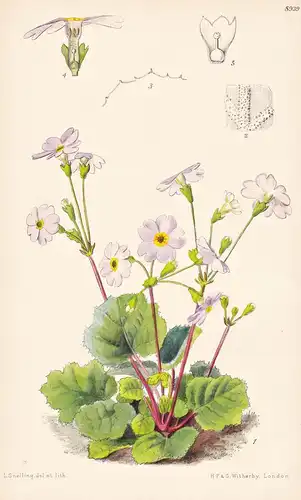 Primula Sinolisteri. Tab 8939 - China / Pflanze Planzen plant plants / flower flowers Blume Blumen / botanical
