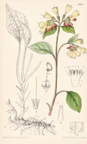 Symphytum Grandiflorum. Tab 8944 - Caucasus Kaukasus / Pflanze Planzen plant plants / flower flowers Blume Blu