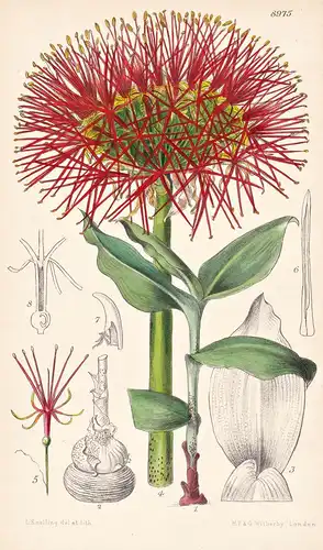 Haemanthus Lynesii. Tab 8975 - Sudan / Pflanze Planzen plant plants / flower flowers Blume Blumen / botanical