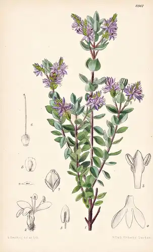 Veronica Pimeleoides. Tab 8967 - New Zealand Neuseeland / Pflanze Planzen plant plants / flower flowers Blume