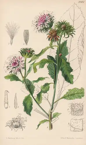 Candidea Stenostegia. Tab 8981 - Africa Afrika / Pflanze Planzen plant plants / flower flowers Blume Blumen /