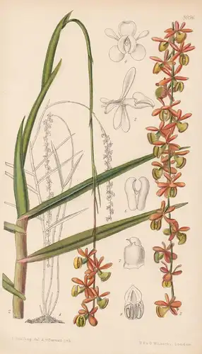Epidendrum Cristobalense. Tab 8996 - America Amerika / Pflanze Planzen plant plants / flower flowers Blume Blu