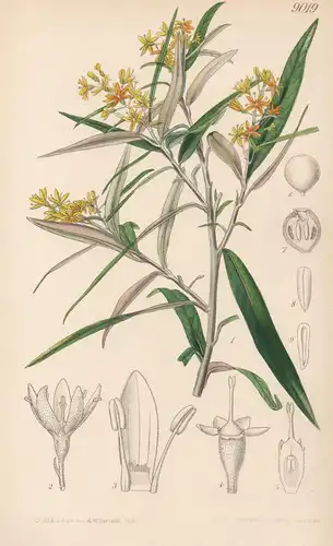 Corokia Buddleioides. Tab 9019 - New Zealand Neuseeland / Pflanze Planzen plant plants / flower flowers Blume