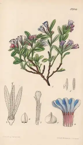 Lithospermum Oleifolium. Tab 8994 - Spain Spanien / Pflanze Planzen plant plants / flower flowers Blume Blumen