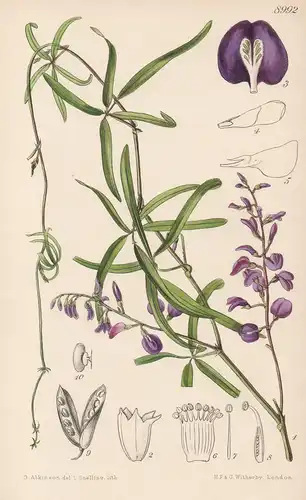 Hardenbergia Comptoniana. Tab 8992 - Australia Australien / Pflanze Planzen plant plants / flower flowers Blum