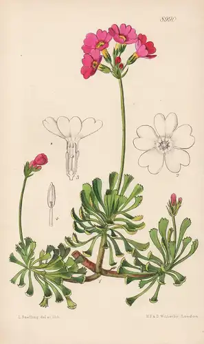 Primula Suffrutescens. Tab 8990 - North America Nordamerika / Pflanze Planzen plant plants / flower flowers Bl