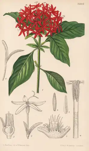 Pentas Coccinea. Tab 9005 - Africa Afrika / Pflanze Planzen plant plants / flower flowers Blume Blumen / botan
