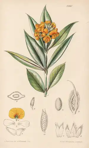 Callistachys Ovata. Tab 8998 - Australia Australien / Pflanze Planzen plant plants / flower flowers Blume Blum