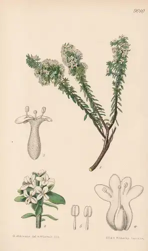 Pimelea Prostata. Tab 9010 - New Zealand Neuseeland / Pflanze Planzen plant plants / flower flowers Blume Blum