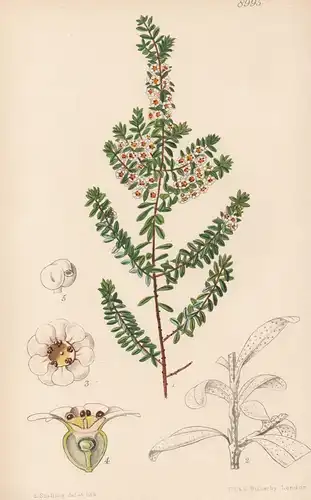 Thryptomene Thymifolia. Tab 8995 - Australia Australien / Pflanze Planzen plant plants / flower flowers Blume