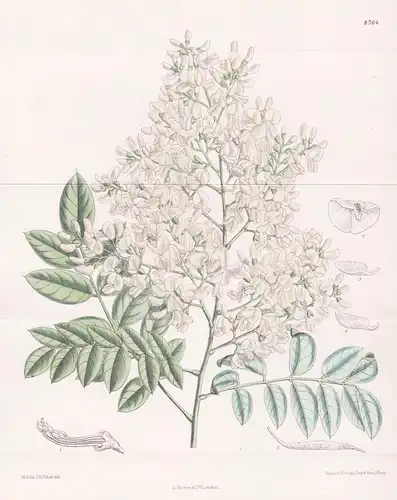 Sophora Japonica. Tab 8764 - China / Pflanze Planzen plant plants / flower flowers Blume Blumen / botanical Bo