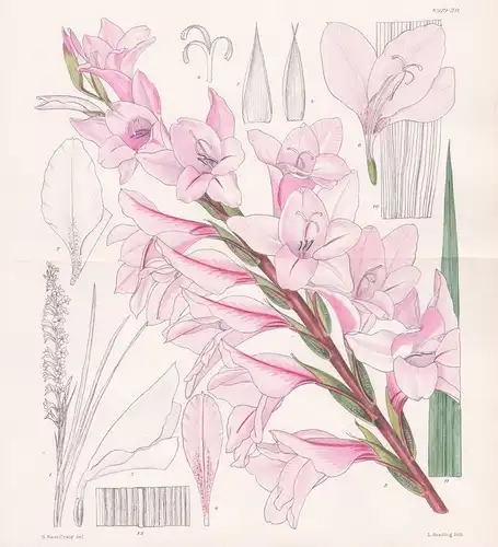 Gladiolus Blackwellii. Tab 8919-20 - South Africa Südafrika / Pflanze Planzen plant plants / flower flowers Bl