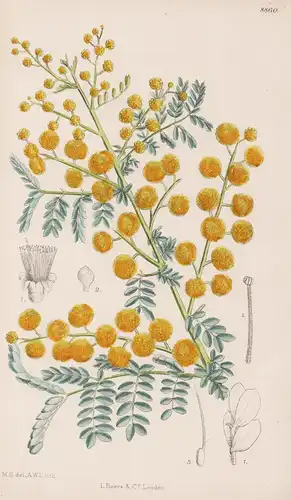 Acacia Spectabilis. Tab 8860 - Australia Australien / Pflanze Planzen plant plants / flower flowers Blume Blum