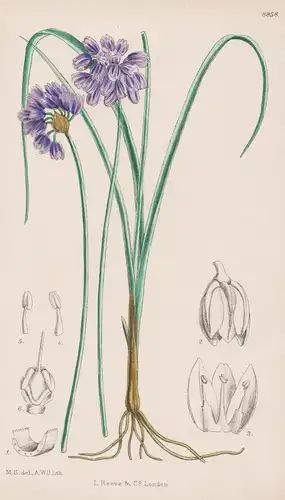 Allium Sikkimense. Tab 8858 - Sikkim / Pflanze Planzen plant plants / flower flowers Blume Blumen / botanical