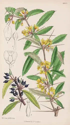Berberis Aatrocarpa. Tab 8857 - China / Pflanze Planzen plant plants / flower flowers Blume Blumen / botanical