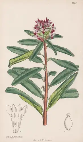 Daphne Tangutica. Tab 8855 - Kansu / Pflanze Planzen plant plants / flower flowers Blume Blumen / botanical Bo