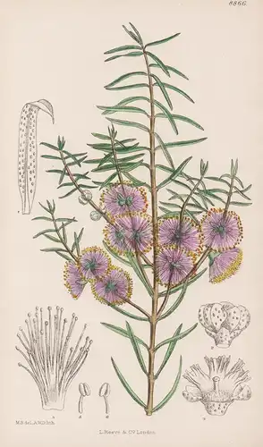 Melaleuca Radula. Tab 8866 - Australia Australien / Pflanze Planzen plant plants / flower flowers Blume Blumen