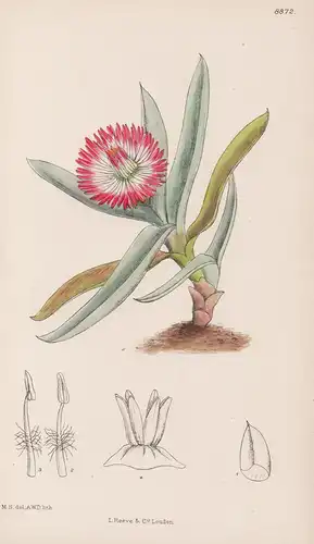Mesembryanthemum Dichroum. Tab 8872 - South Africa Südafrika / Pflanze Planzen plant plants / flower flowers B