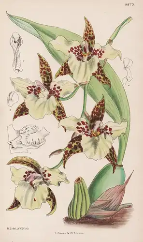 Odontoglossum Humeanum. Tab 8873 - Mexico Mexiko / Orchidee orchid / Pflanze Planzen plant plants / flower flo