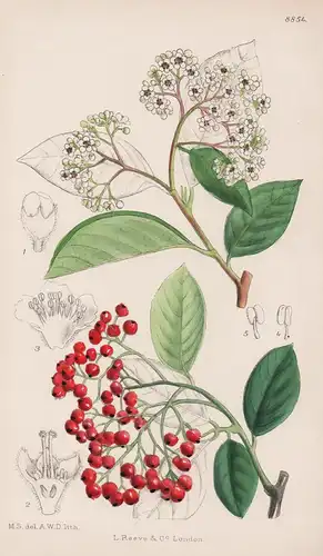 Cotoneaster Serotina. Tab 8854 - China / Pflanze Planzen plant plants / flower flowers Blume Blumen / botanica