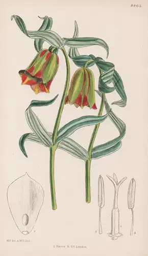 Fritillaria Pontica. Tab 8865 - Orient / Pflanze Planzen plant plants / flower flowers Blume Blumen / botanica
