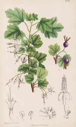 Ribes Niveum. Tab 8849 - America Amerika / Pflanze Planzen plant plants / flower flowers Blume Blumen / botani