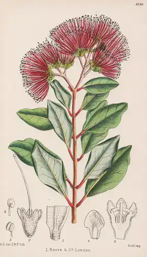 Metrosideros Collina. Tab 8846 - Polynesia Polynesien / Pflanze Planzen plant plants / flower flowers Blume Bl