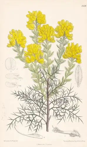 Genista hispanica. Tab 8528 - Pflanze Planzen plant plants / flower flowers Blume Blumen / botanical Botanik b