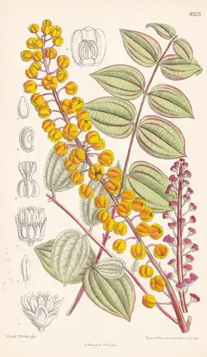 Coriaria terminalis. Tab 8525 - China Tibet / Pflanze Planzen plant plants / flower flowers Blume Blumen / bot