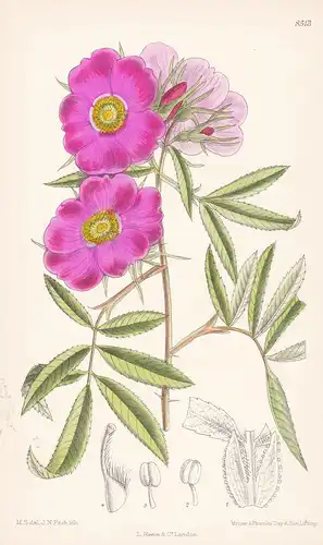 Rosa foliolosa. Tab 8513 - Rose North America Nordamerika / Pflanze Planzen plant plants / flower flowers Blum