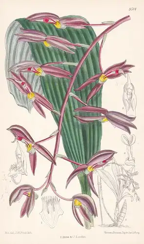 Catasetum microglossum. Tab 8514 - Peru / orchid Orchidee / Pflanze Planzen plant plants / flower flowers Blum