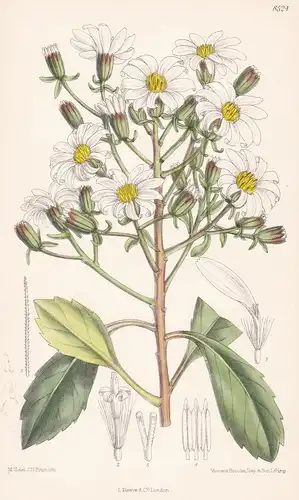 Senecio kirkii. Tab 8524 - New Zealand Neuseeland / Pflanze Planzen plant plants / flower flowers Blume Blumen