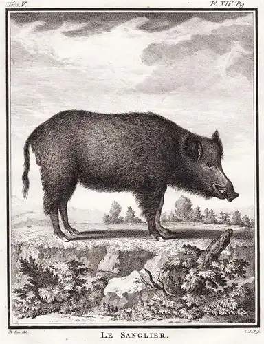 Le Sanglier - wild boar Wildschwein / Tiere animals animaux