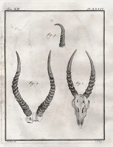 Pl. XXXIV - Saiga antelope / Antilope / Geweih antlers / Jagd hunting / Tiere animals animaux