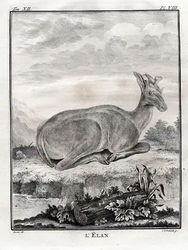 L'Elan. - Elan Moose Elch / Tiere animals animaux