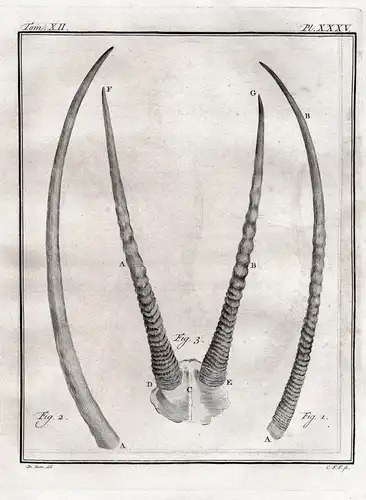 Pl. XXXV - Gazelle / Geweih antlers / Jagd hunting / Tiere animals animaux