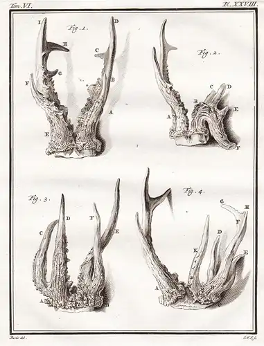 Pl. XXVIII - Reh deer Chevreuil / Geweihe antlers horns / Tiere animals animaux / Jagd hunting