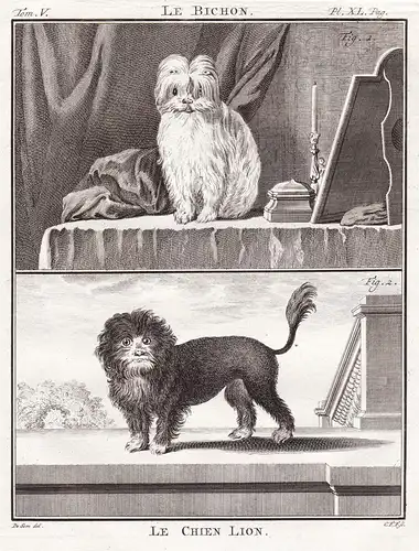 Le Bichon / Le Chien Lion - Löwchen Little Lion Dog Hund Chien Haushund / Tiere animals animaux