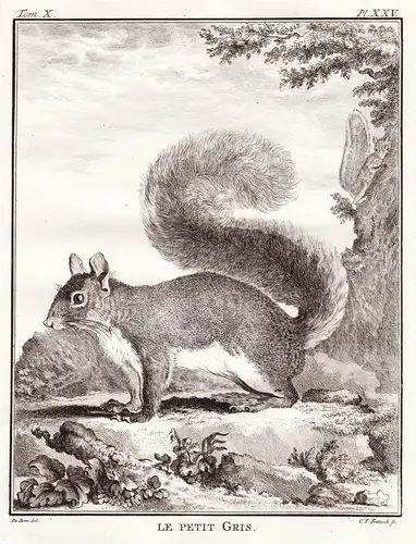 Le petit Gris - Ecureuil Eichhorn Eichhörnchen squirrel / Tiere animals animaux