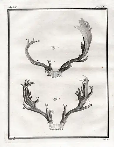 PL. XXII. - deer Daim Damhirsch Damwild Hirsch Reh cerf daine / Geweih horns antlers / Jagd hunting / Tiere an
