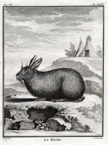 Le Riche. - Hare hase Hasen lièvre rabbit lapine / Tiere animals animaux