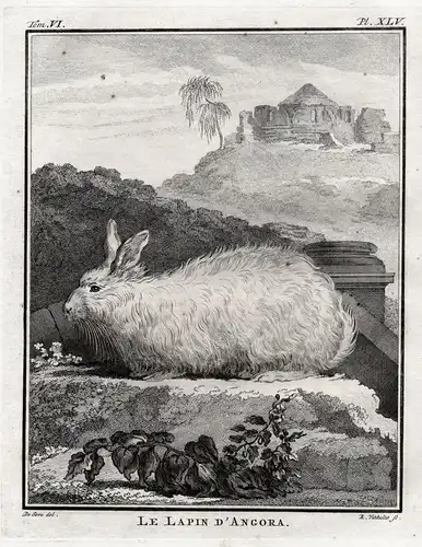 Le Lapin d'Angora. - Angorakaninchen Angora rabbit Lapin angora / Tiere animals animaux