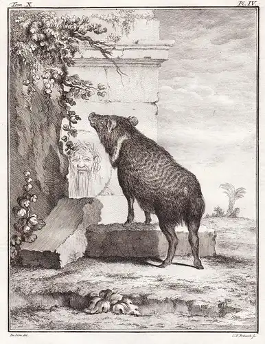 Pl. IV - Le Pecari Nabelschweine javelina skunk pig Schwein Peccary Pekaris / Tiere animals animaux