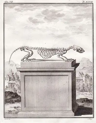 Pl. XXVIII - Skelett skeleton / Frettchen Ferret Furet Rauptier predator / Tiere animals animaux