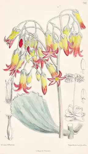 Cotyledon Undulata. Tab 7931 - South Africa Südafrika / Pflanze Planzen plant plants / flower flowers Blume Bl