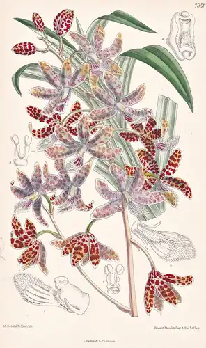 Dipodium Pictum. Tab 7951 - Malay Peninsula Malaiische Halbinsel / Orchidee orchid / Pflanze Planzen plant pla