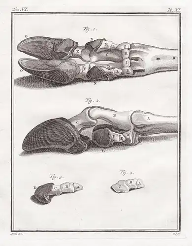 Pl. XI. - Hirsch deer / Hirschbein / Anatomie anatomy / Tiere animals animaux