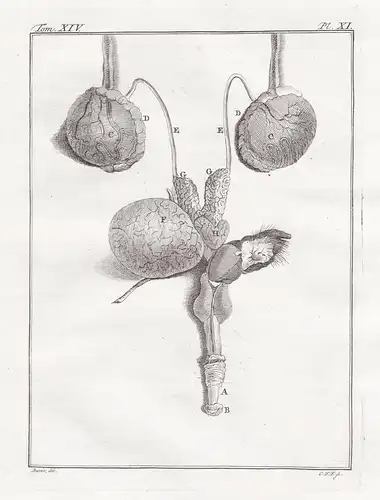 Pl. XI. - Affe monkey Berberaffe Magot Barbary macaque / Anatomie anatomy / Tiere animals animaux